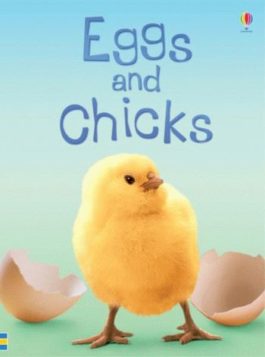 Beginners Eggs & Chicks